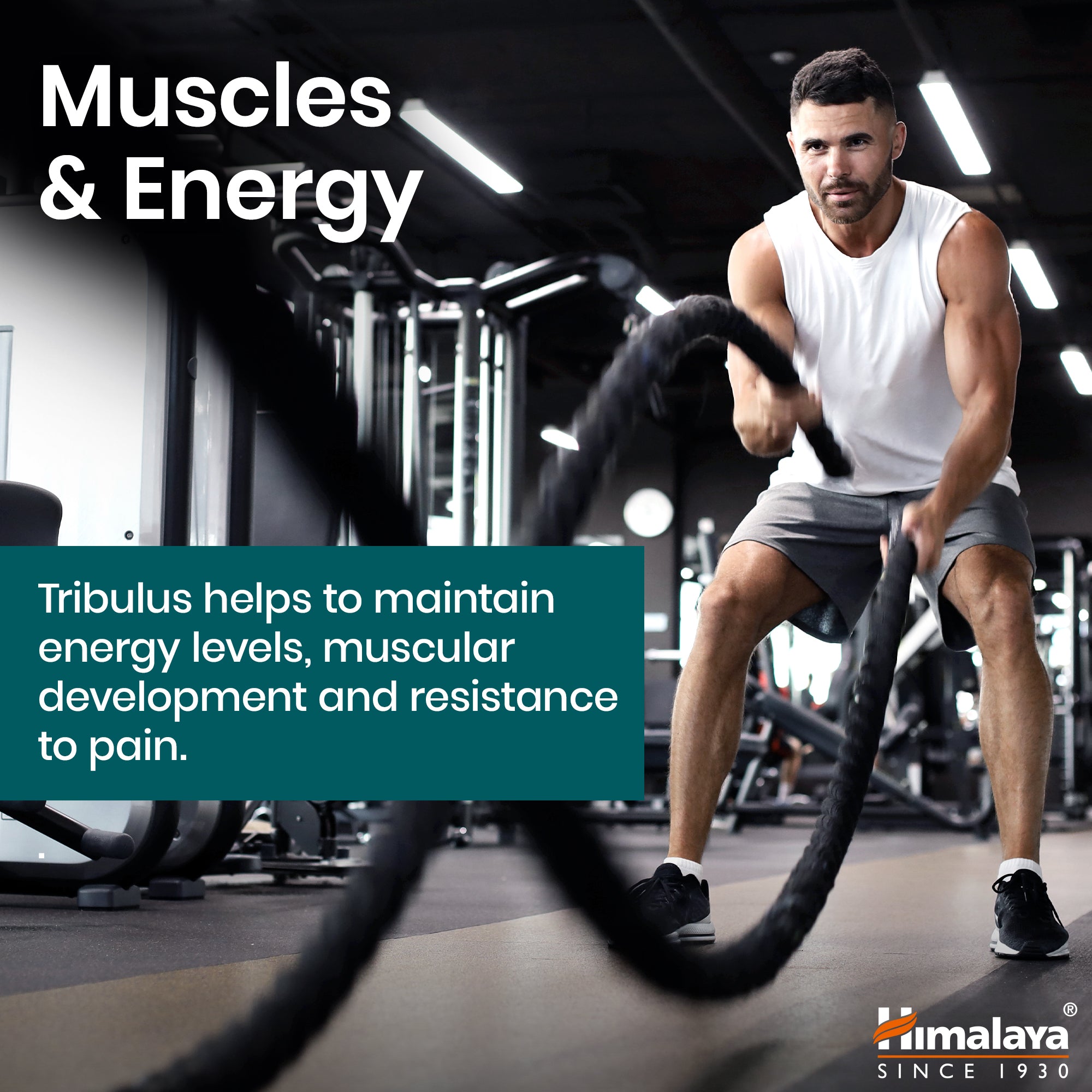 himalaya-bio-tribulus-gokshura-60-caplets-f-r-m-nner image 3