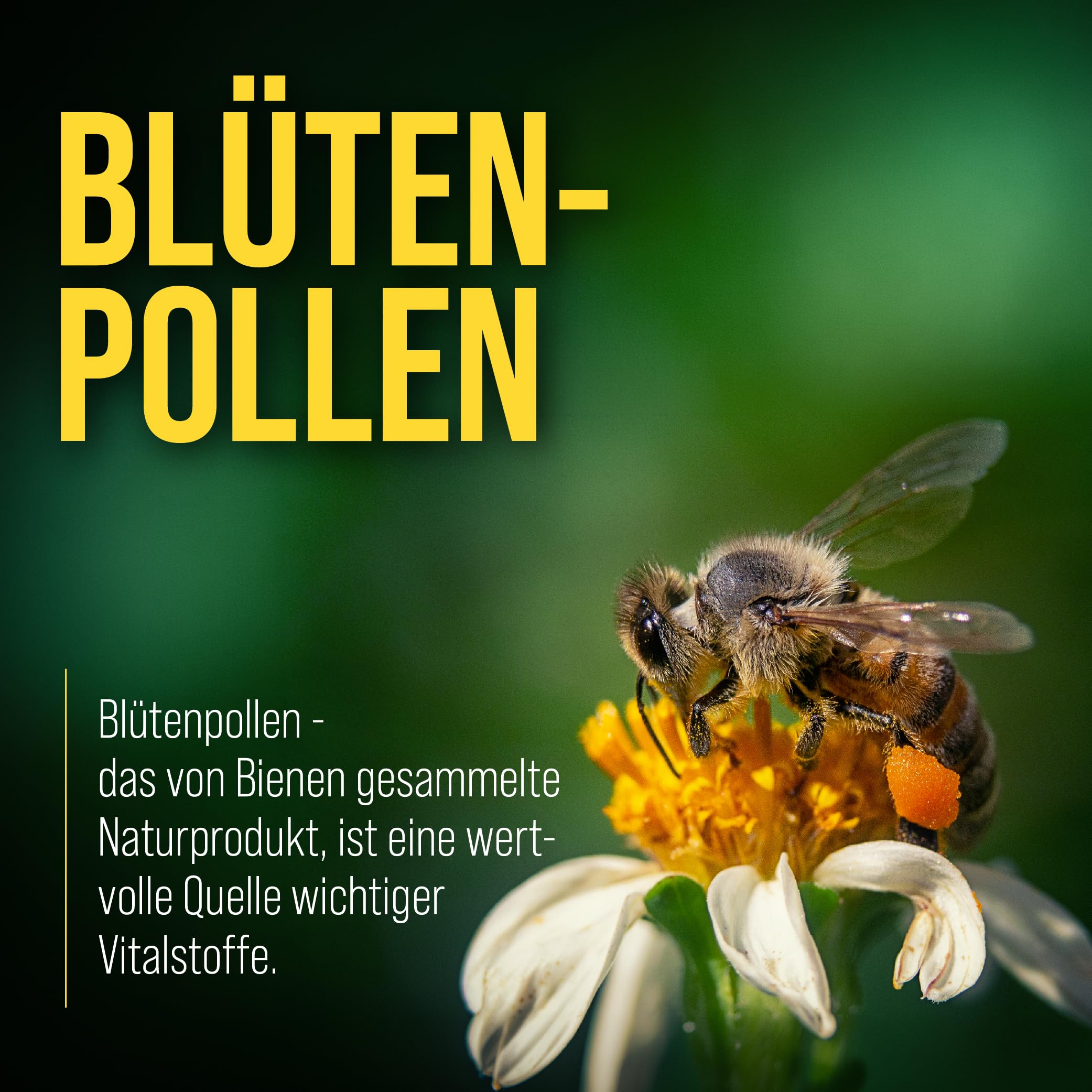 kr-uterhaus-sanct-bernhard-gelee-royal-trinkfl-schchen-1800-ml-mit-bl-tenpollen image 4