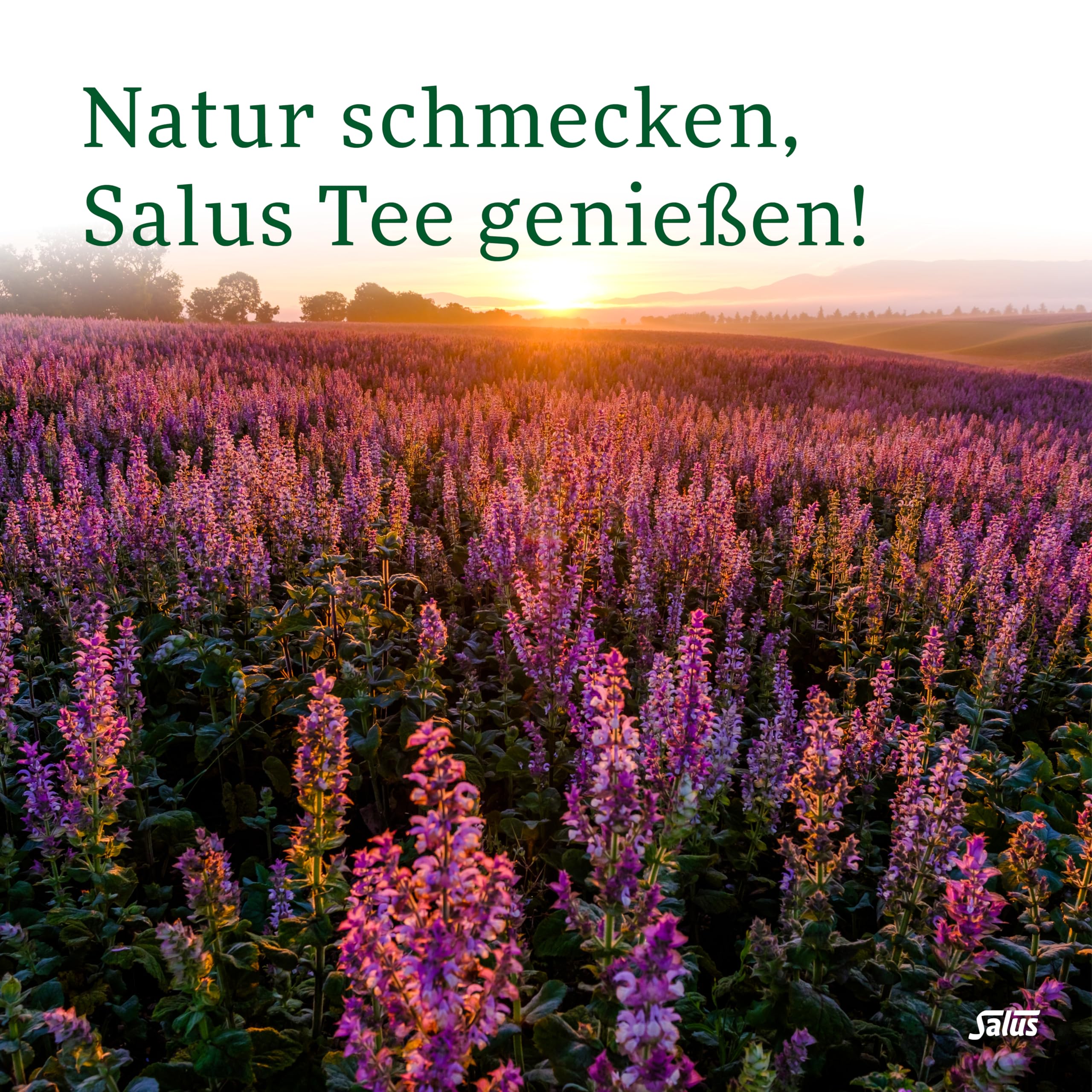 salus-wintertee-zauberhaftes-afrika-rooibos-bio-15-filterbeutel image 7
