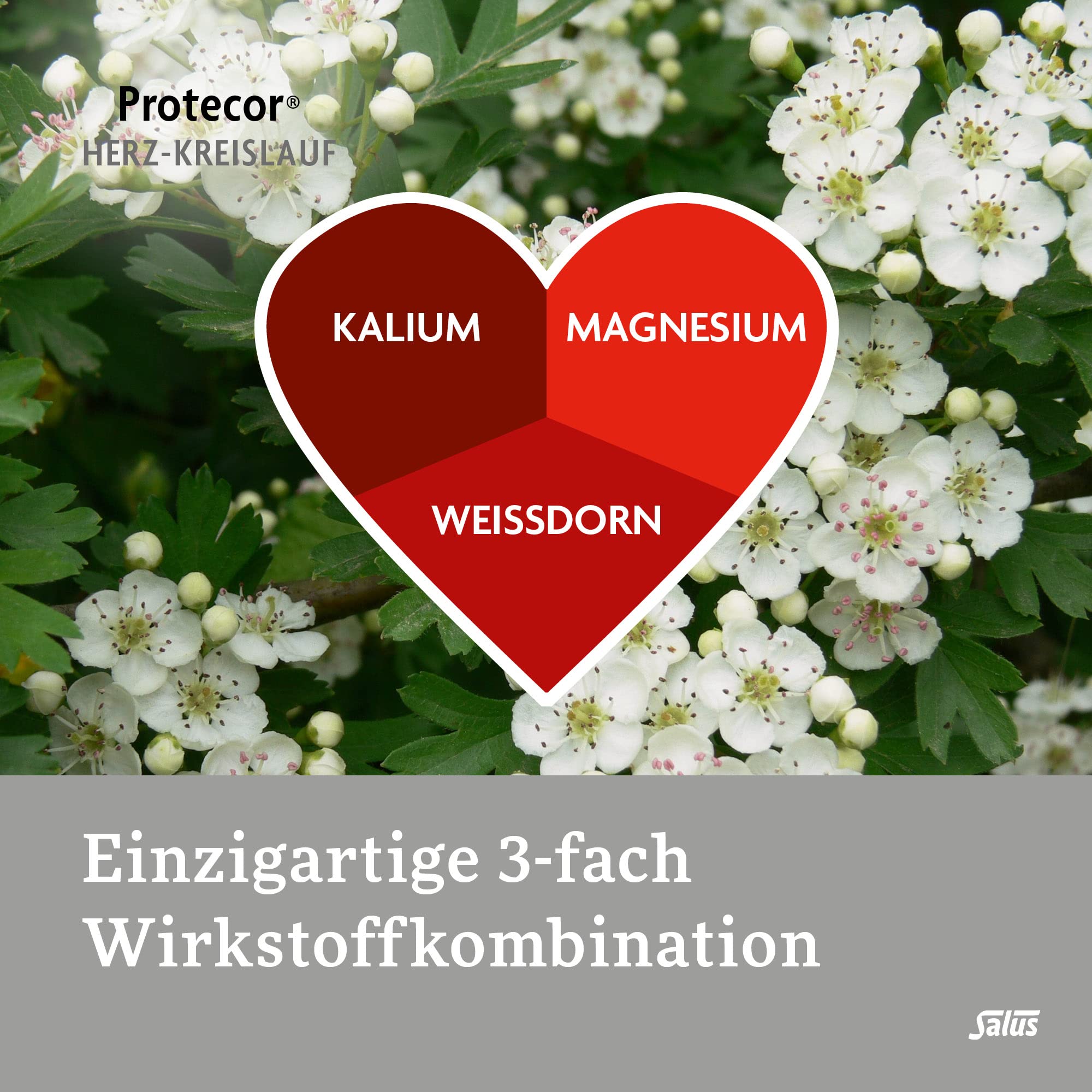 salus-salusan-protecor-herz-kreislauf-250-tabletten-wei-dorn image 2