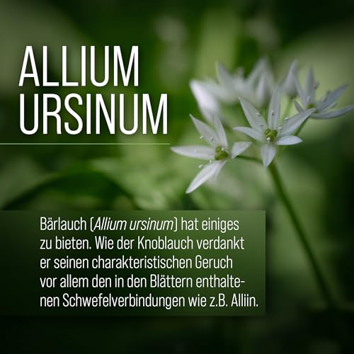 sanct-bernhard-b-rlauch-kapseln-300-mg-240-kapseln-b-rlauchpulver image 8