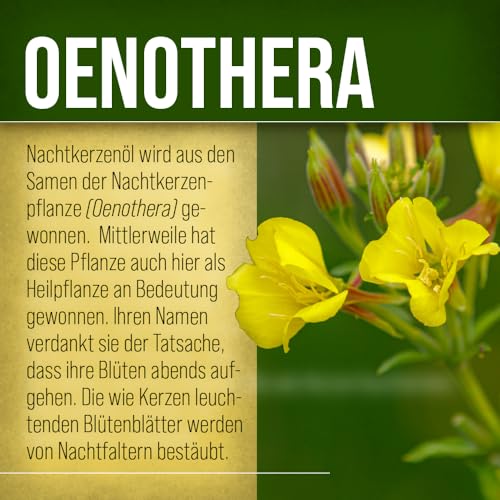 sanct-bernhard-nachtkerzen-l-kapseln-600-st-3er-pack-gla image 8
