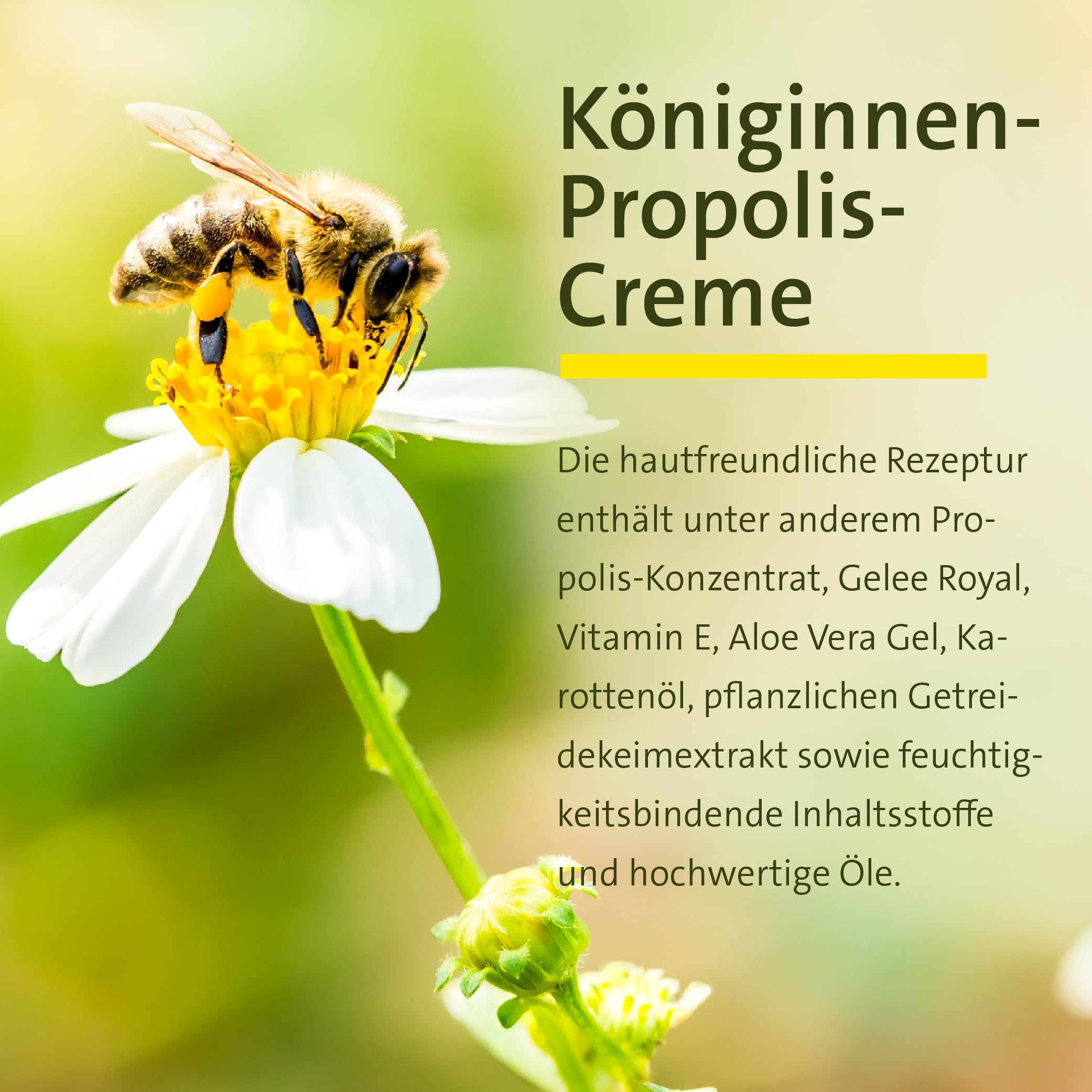 kr-uterhaus-sanct-bernhard-k-niginnen-propolis-creme-100-ml image 2