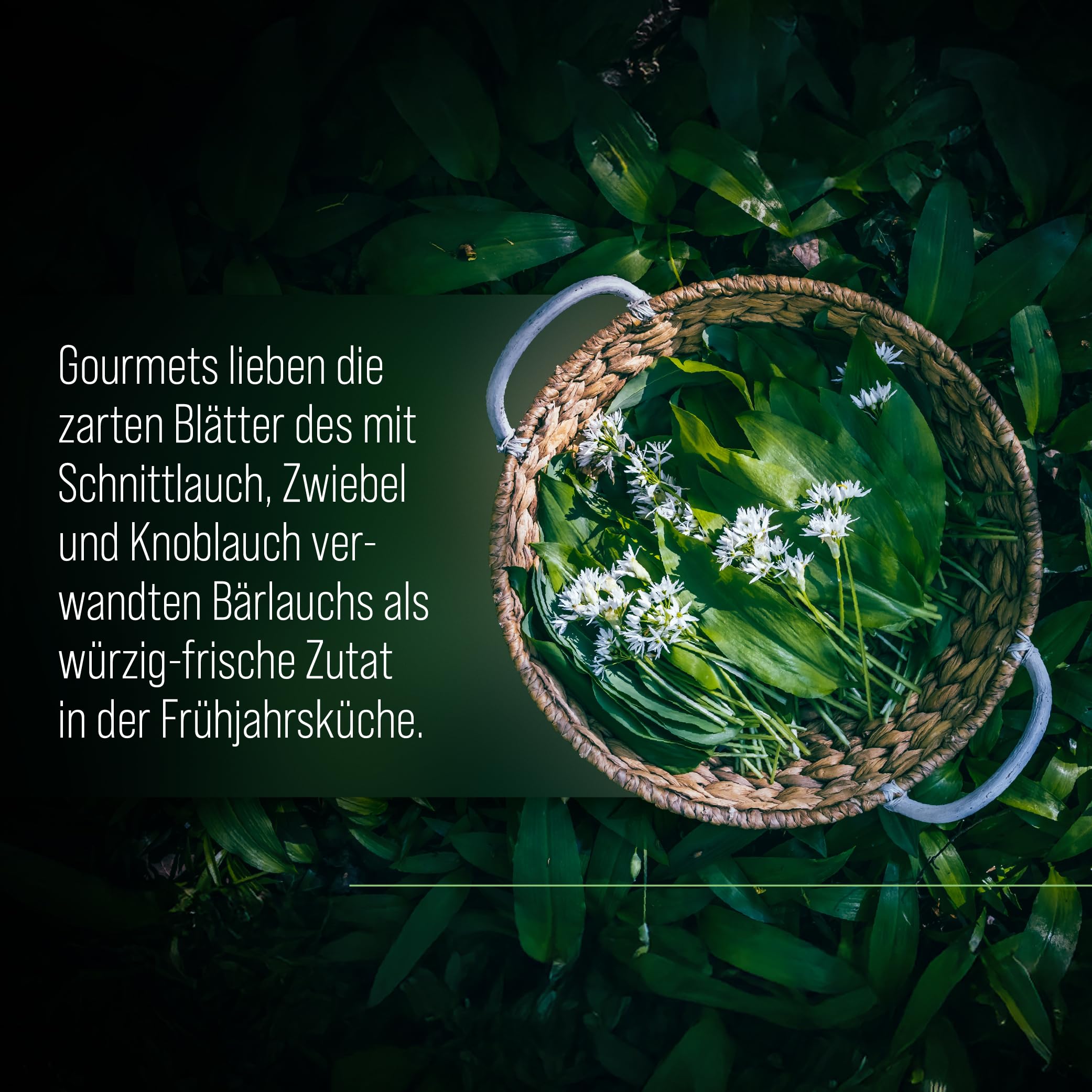sanct-bernhard-b-rlauch-kapseln-300-mg-240-kapseln-b-rlauchpulver image 3