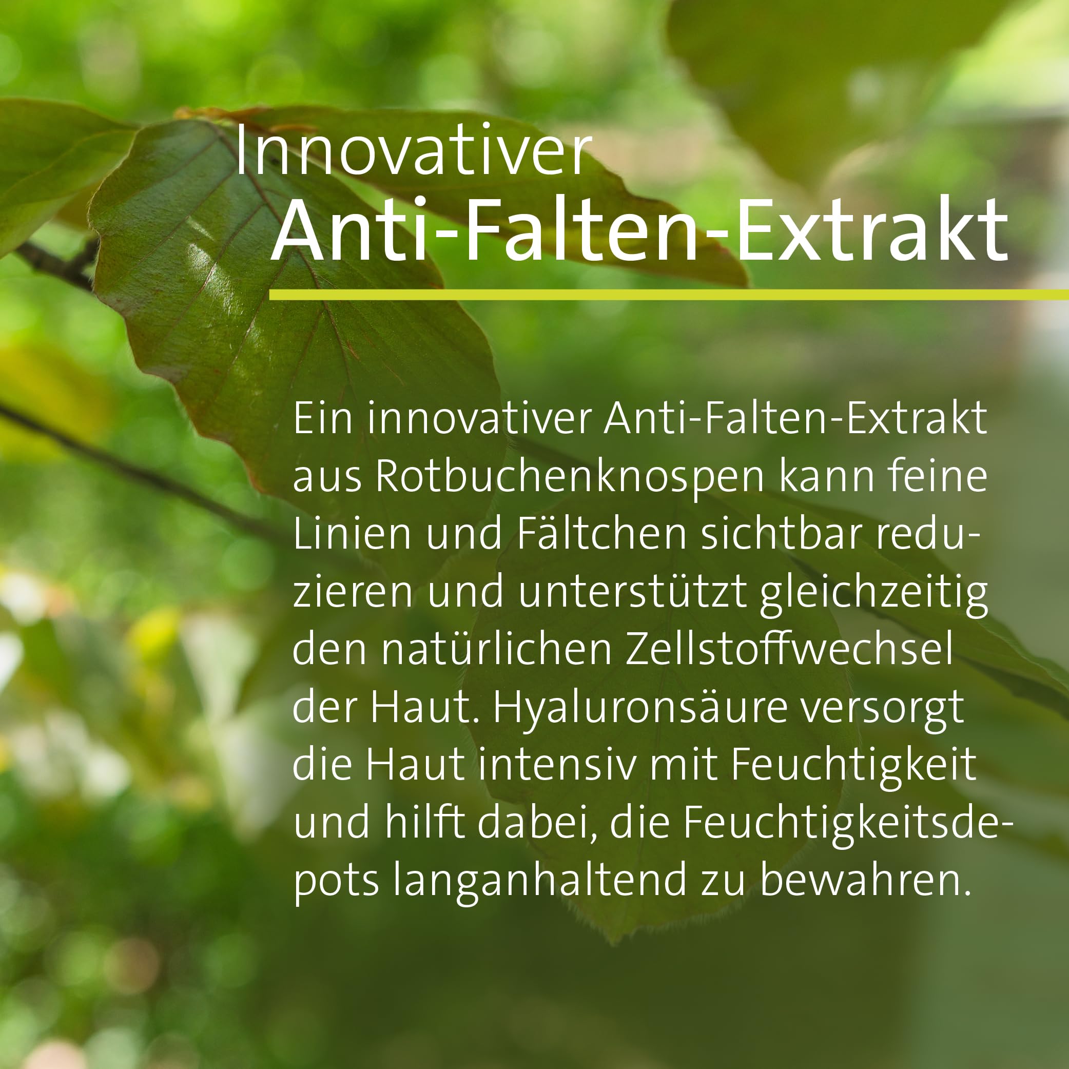 sanct-bernhard-rotbuchen-antifaltencreme-100-ml-f-r-reife-haut image 2