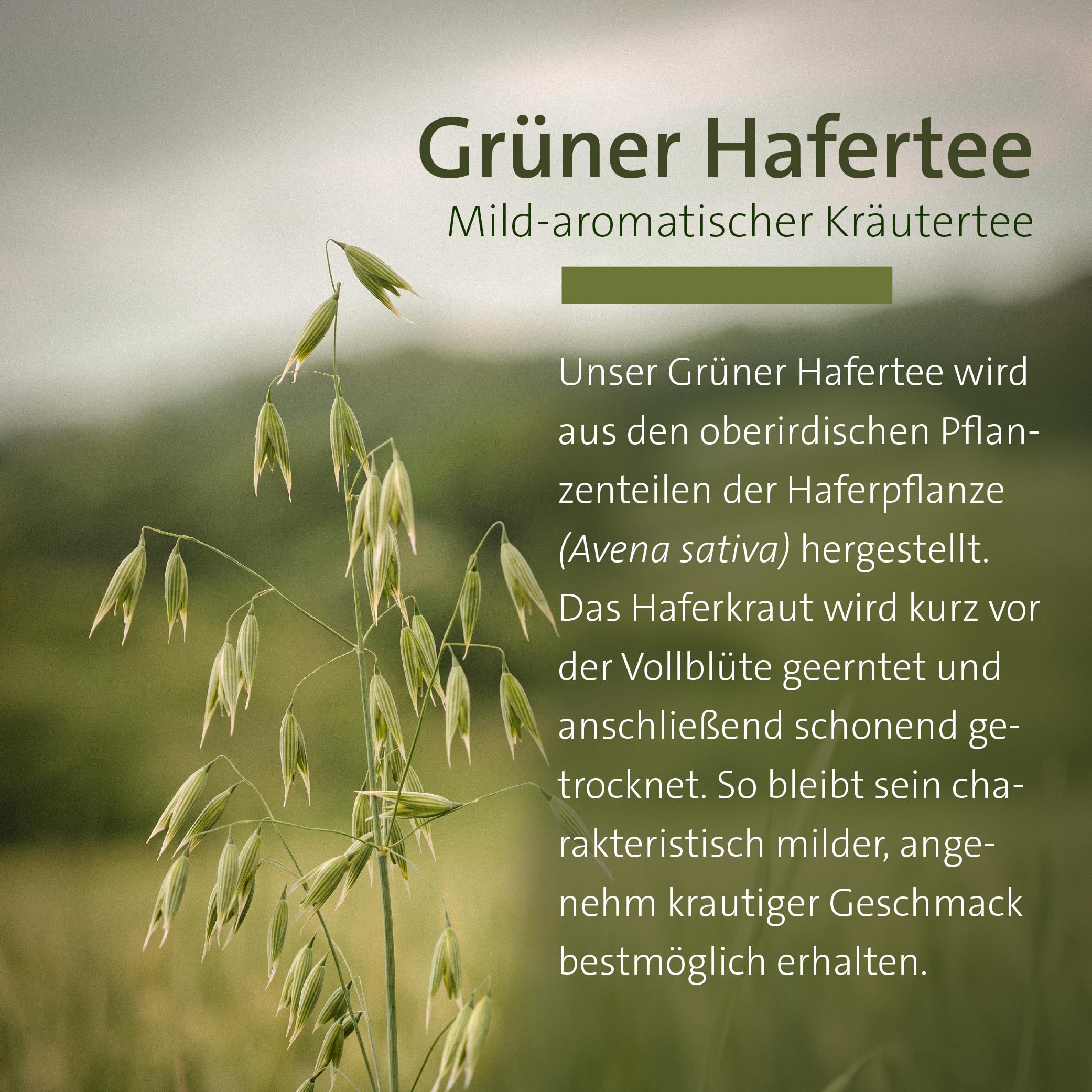 sanct-bernhard-gr-ner-hafertee-kr-utertee-lose-2x250-g-trinkkur image 2