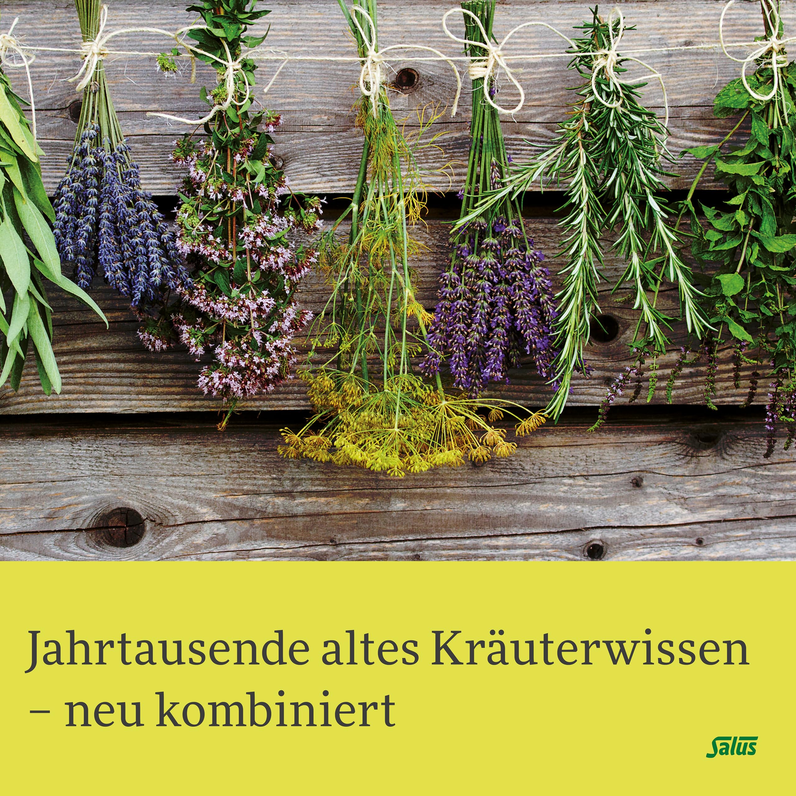 salus-kraft-der-natur-moringa-ingwer-tee-bio-15-stoffwechsel image 2
