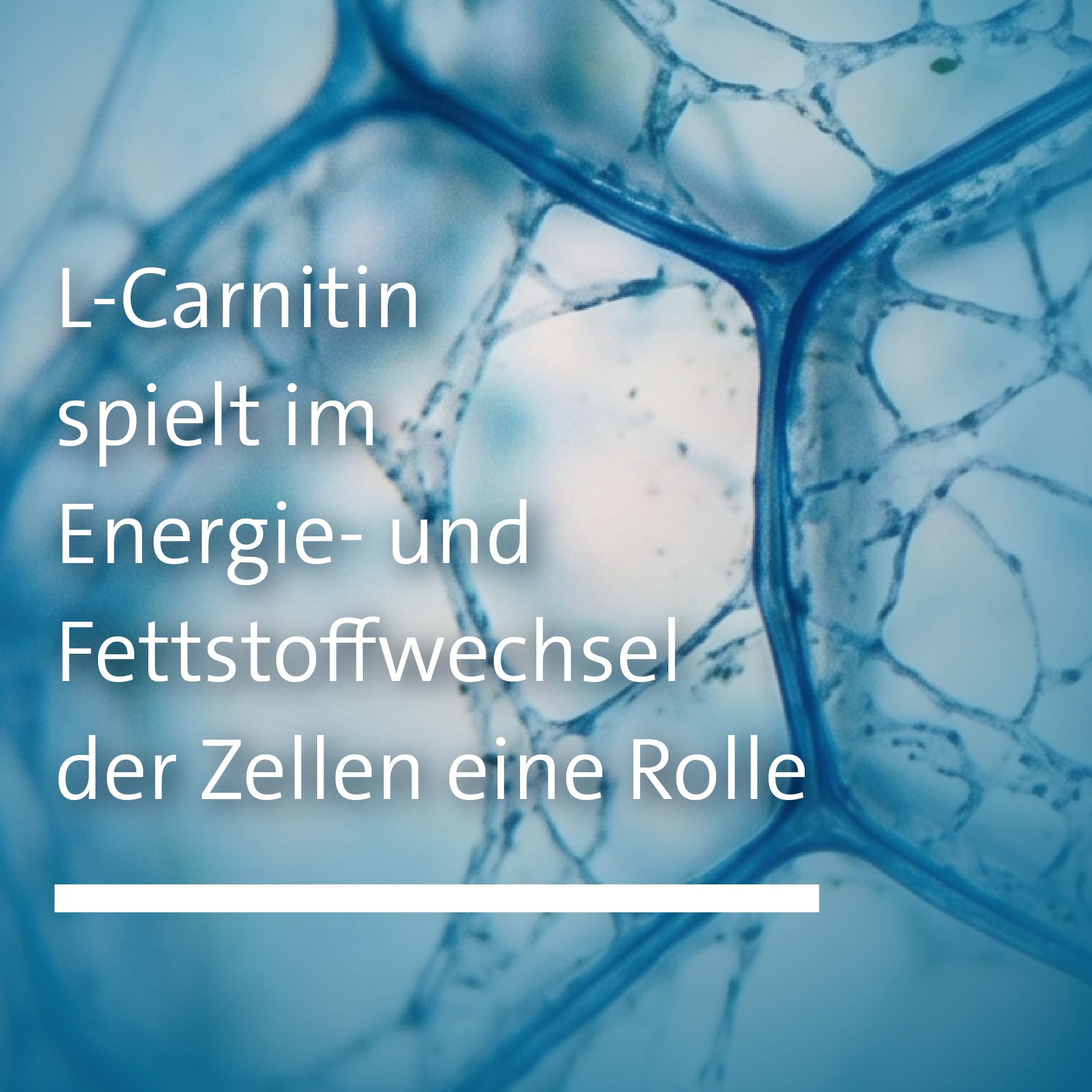 sanct-bernhard-l-carnitin-kapseln-400-mg-200-kapseln-vegan image 5