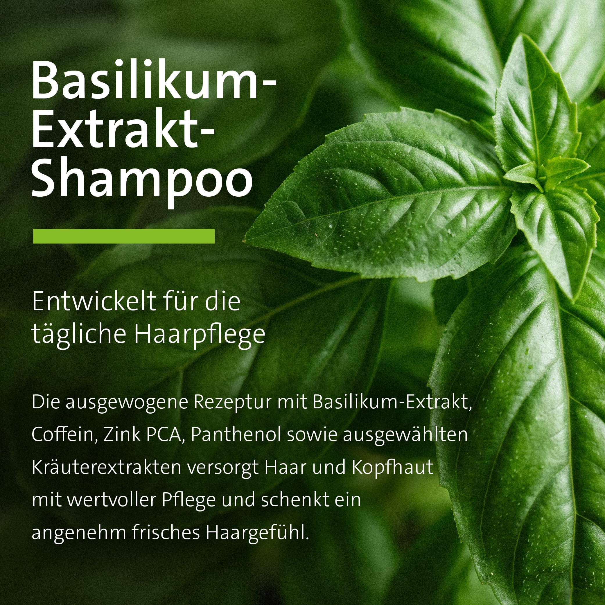 sanct-bernhard-basilikum-shampoo-250-ml-koffein-f-r-volumen image 2