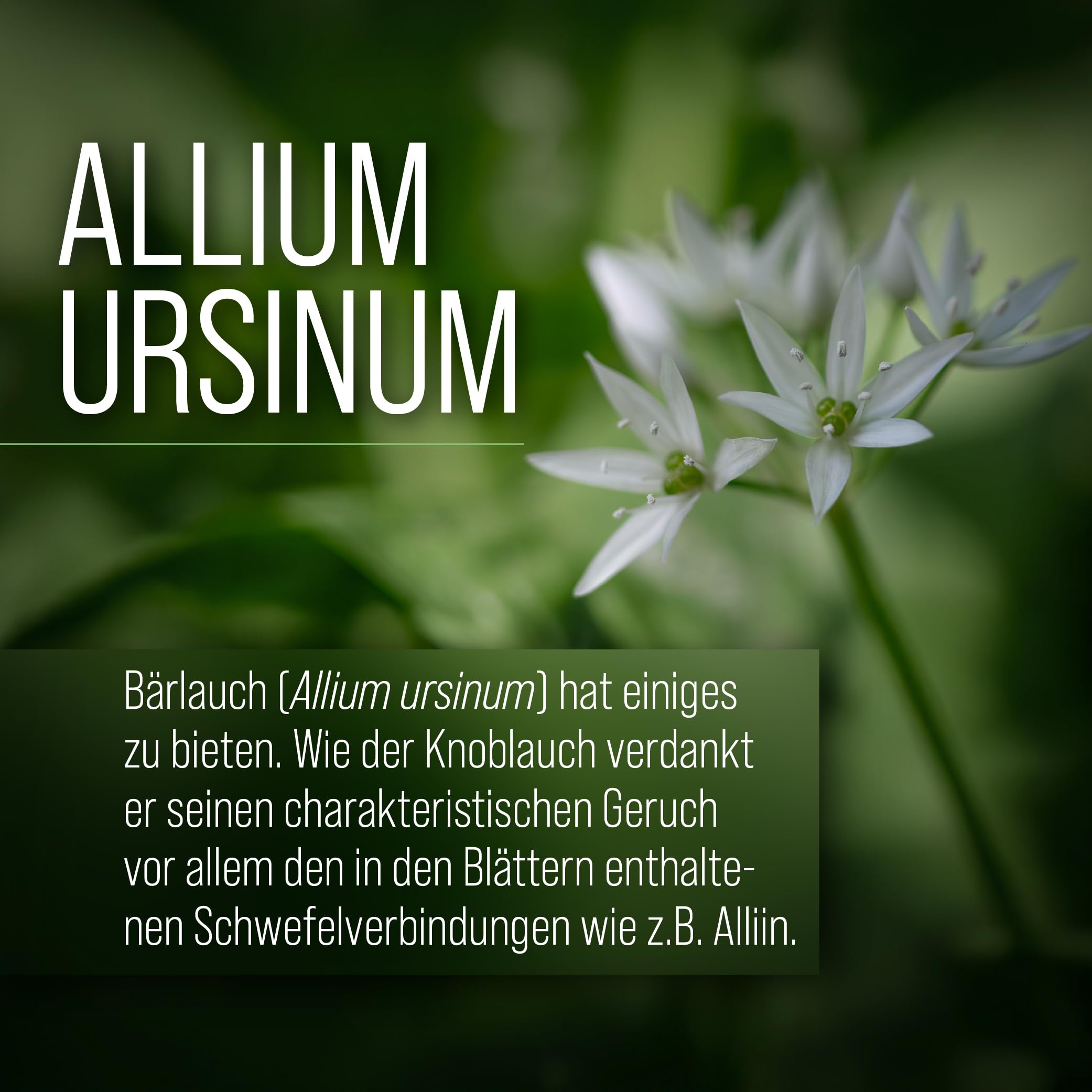 sanct-bernhard-b-rlauch-kapseln-300-mg-240-kapseln-b-rlauchpulver image 2