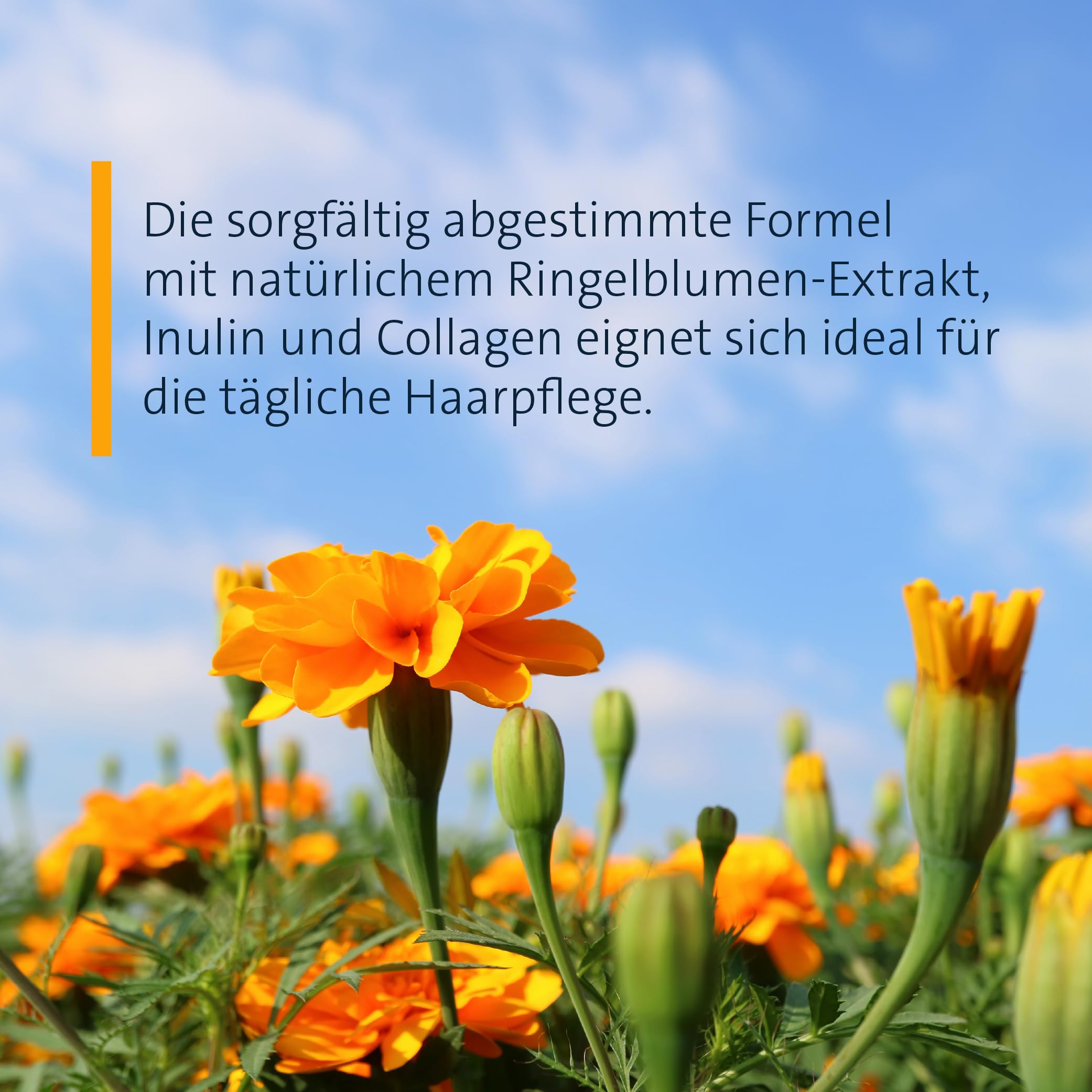 sanct-bernhard-ringelblumen-shampoo-500-ml-empfindliche-kopfhaut image 2