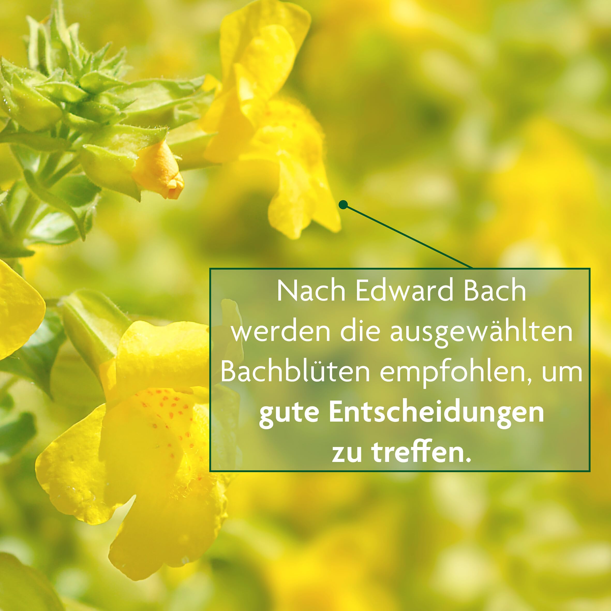salus-bachbl-ten-tee-klarheit-filterbeutel-15x-bio-30-g image 4