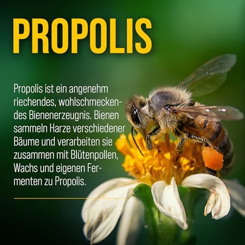 sanct-bernhard-propolis-vitamin-c-kapseln-90-kapseln-immun image 8
