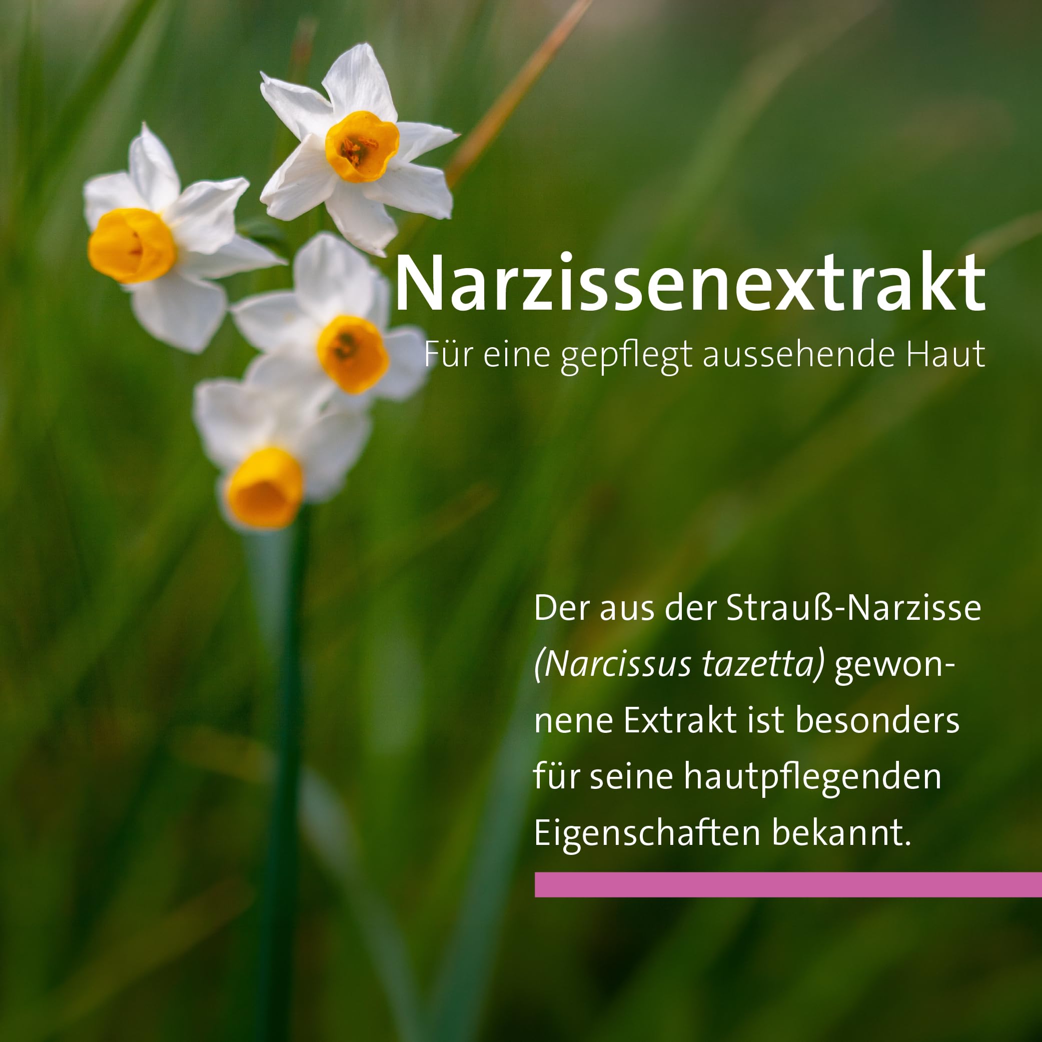 sanct-bernhard-narzissen-nachtserum-50-ml-fettfrei-regenerierend image 2