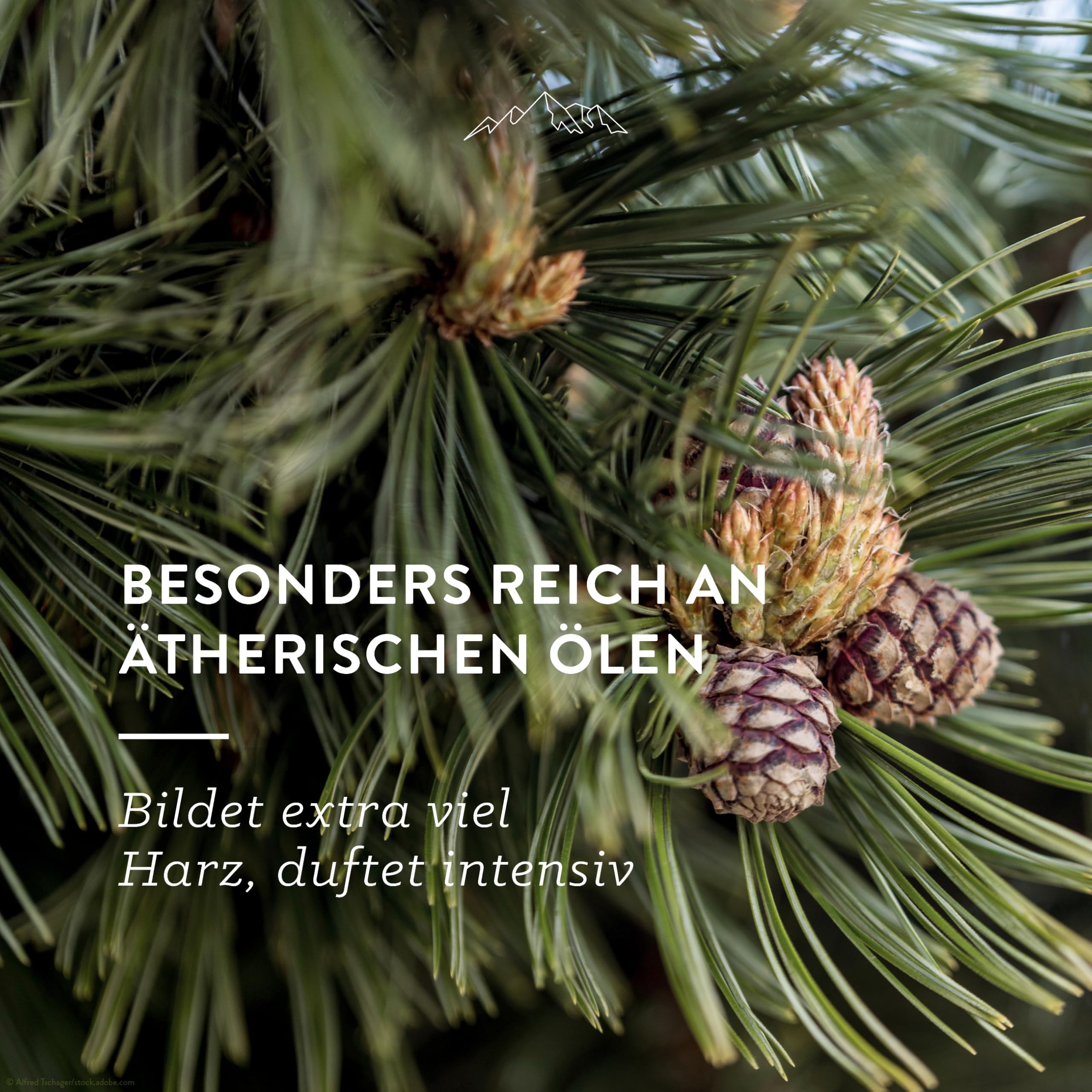 allg-uquelle-zirbenkissen-bio-45x45-500-g-zirbenduft image 4
